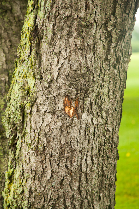 photographing the tree the golf ball hit